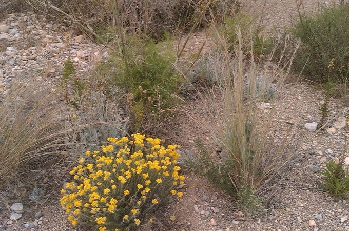 El Sureste Ibérico es un punto caliente de biodiversidad. Como muestra, en la foto podemos ver una estampa típica de nuestras ramblas donde en poco espacio se amontonan varias especies diferentes de plantas.
Rambla de la Fuente Vieja, Cartagena de España.