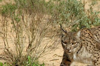 Atribución: Programa de Conservación Ex-Situ del Lince Ibérico 
Dominio público