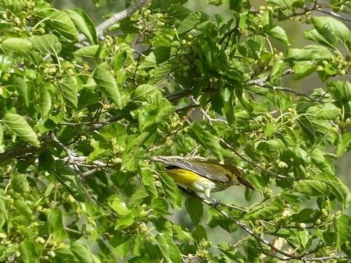 Al restaurar los ecosistemas la biodiversidad va en incremento. Las especies van rellenando los nichos y establecen complejas redes de relaciones entre ellas. En la foto, una morera sirve de reclamo para que acuda la oropéndola.
Fuente Vieja
Ecology4Economy